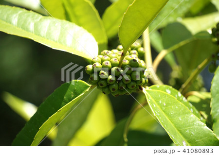 タラヨウの実 41080893