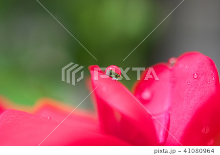 バラの涙 バラの涙 41080964