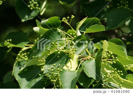 シナノキ シナノキ 41081090