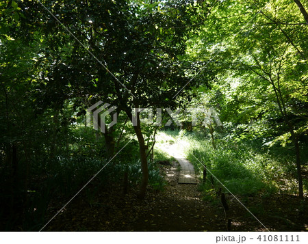 矢川緑地（東京の名湧水57選） 41081111