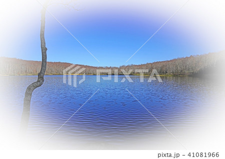 蓮華白池（糸魚川市） 41081966