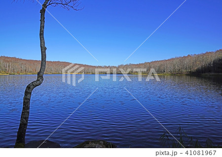 蓮華白池（糸魚川市） 41081967