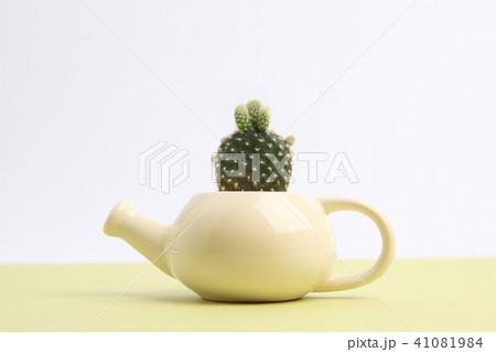 サボテン 多肉植物 植物 41081984