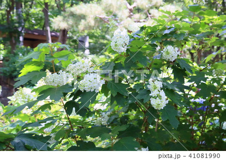 カシワバアジサイの花 41081990