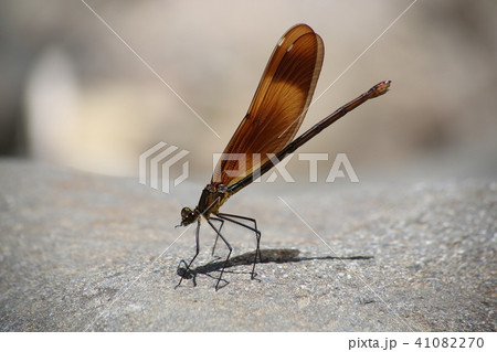 ミヤマカワトンボ ミヤマカワトンボ 41082270