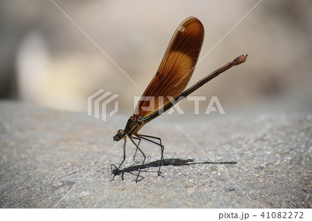 ミヤマカワトンボ ミヤマカワトンボ 41082272