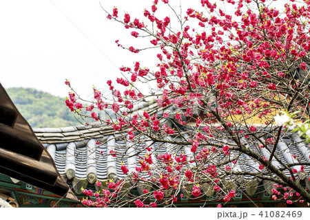 花 忠南 西山 41082469