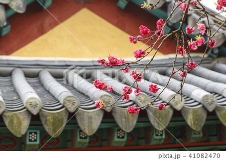 花 忠南 西山 41082470