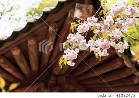 ゲシムサ 上王山 花 41082473