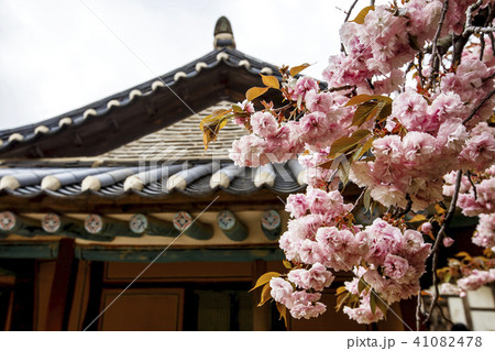 花 忠南 西山 41082478