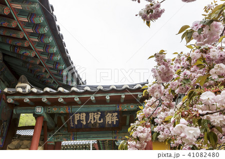 花 忠南 西山 41082480