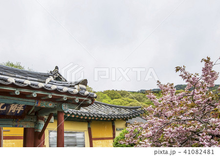 花 忠南 西山 41082481