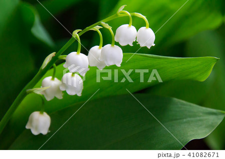 純白のスズランの花 純白のスズランの花 41082671