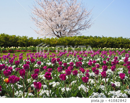 桜と紫のチュウリップ 41082842