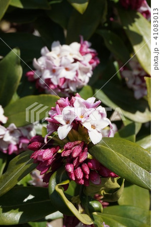 沈丁花 沈丁花 41083013