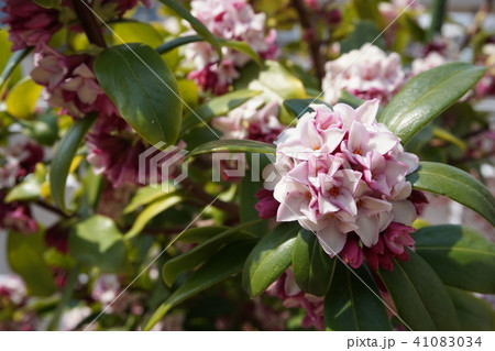 沈丁花 沈丁花 41083034