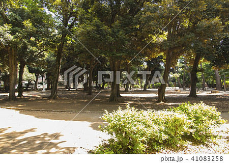 若林公園 41083258