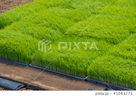 稲の幼苗 初夏の風物詩 稲の幼苗 初夏の風物詩 41083273