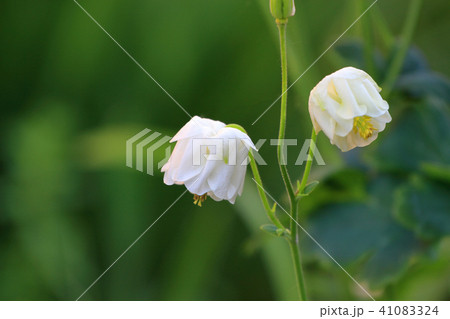 オダマキ オダマキ 41083324