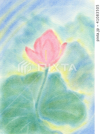蓮の花 蓮の花 41083505