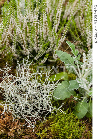 white heather white heather 41084441