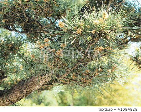 黄色の花粉を付けた松の木の写真素材