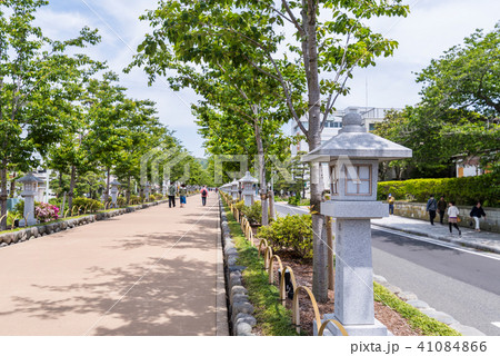 鎌倉 若宮大路の段葛 41084866