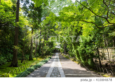 鎌倉 寿福寺の参道 41084878
