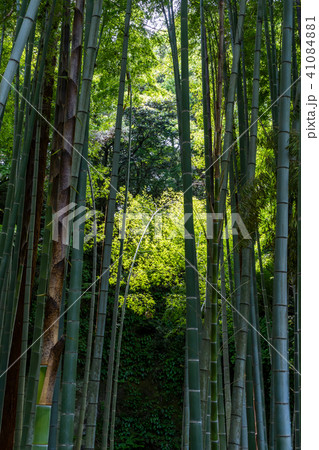 鎌倉 英勝寺の竹林 鎌倉 英勝寺の竹林 41084881
