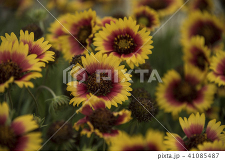 テンニンギク 野生の花 野草の写真素材
