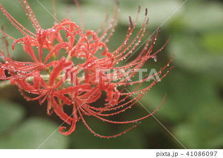 鳥取　四季の散歩　秋　花　植物 彼岸花 41086097