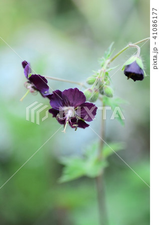 黒花フウロソウ 黒花フウロソウ 41086177
