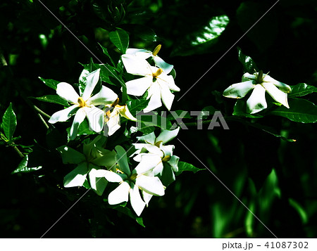 山梔子の花　クチナシの花 41087302