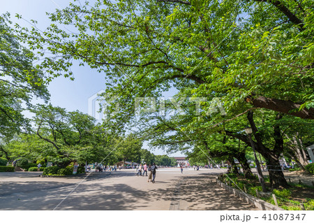 新緑の上野公園 新緑の上野公園 41087347