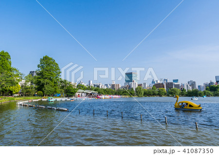 新緑の上野公園 不忍池の風景 新緑の上野公園 不忍池の風景 41087350