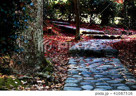 紅葉の森の石畳の道 41087516