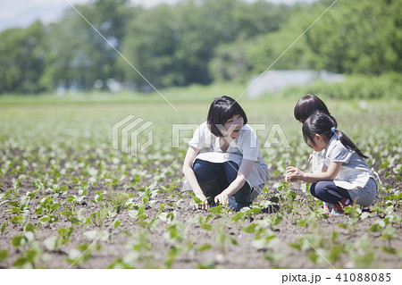 畑作業をする親子 畑作業をする親子 41088085