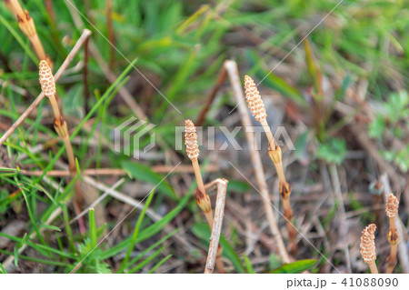 道端のツクシ 道端のツクシ 41088090