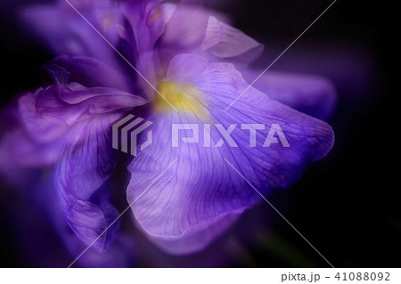 あやめ あやめ 41088092