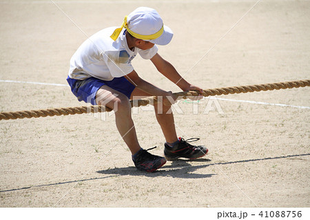 小学校の運動会 綱引き 小学校の運動会 綱引き 41088756