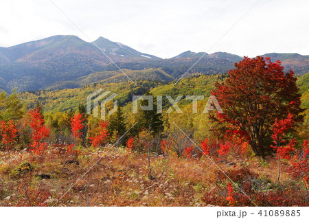 乗鞍高原の秋 41089885