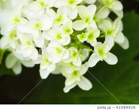あじさい 41089926