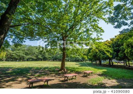 善福寺川緑地の風景 41090080