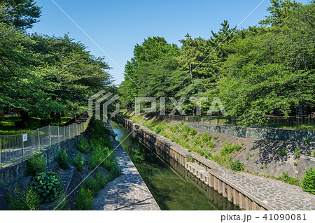 新緑の善福寺川 41090081
