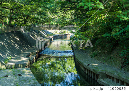 緑深い善福寺川の風景 緑深い善福寺川の風景 41090086