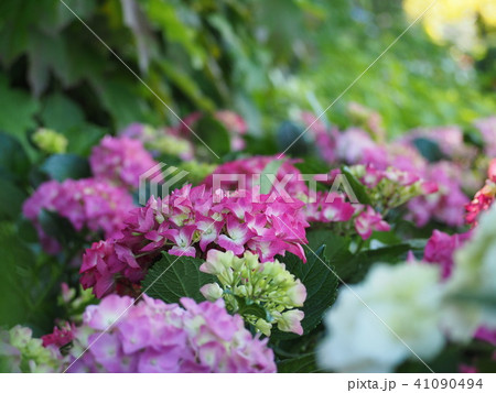 紫陽花 41090494