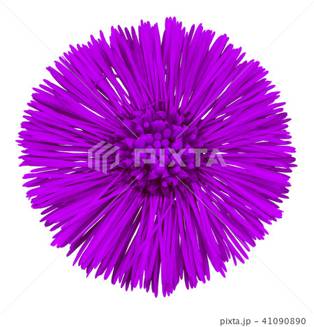 Flower lilac Tussilago farfara isolated on white Flower lilac Tussilago farfara isolated on white 41090890