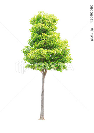 Tree isolated on white background 41090960