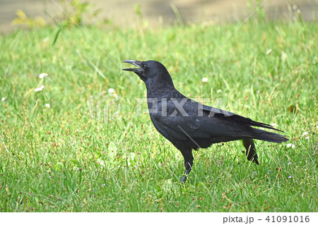 ハシボソガラス ハシボソガラス 41091016