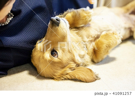 若い女性と室内犬が横に並んで寝ころがる 若い女性と室内犬が横に並んで寝ころがる 41091257